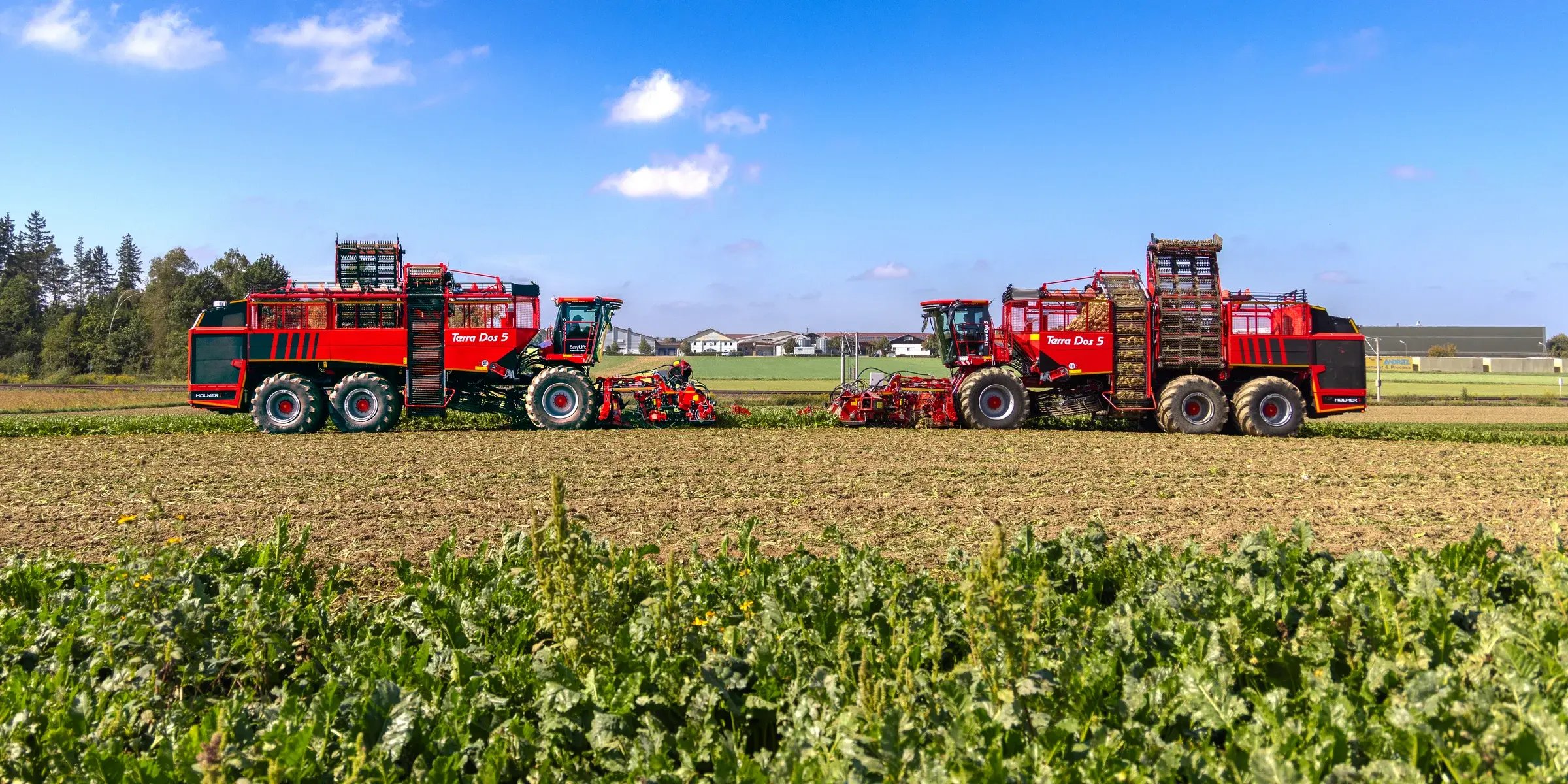 Two red Holmer Terra Dos beet harvesters in a sugar beet field